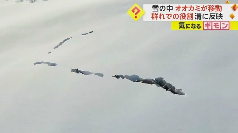 ところどころトンネルのようになっている雪の道