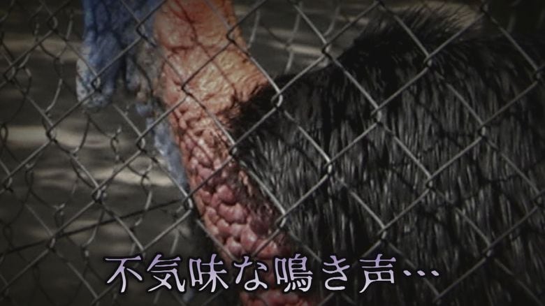 不気味な鳴き声の持ち主は…