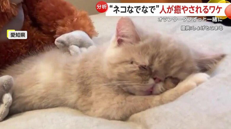 なでられるこまるくん