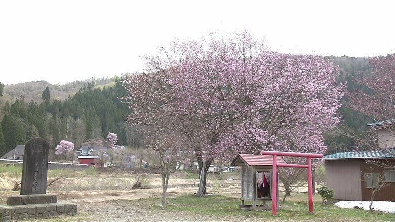 旅館のそばに約20年前に植えられた桜の木