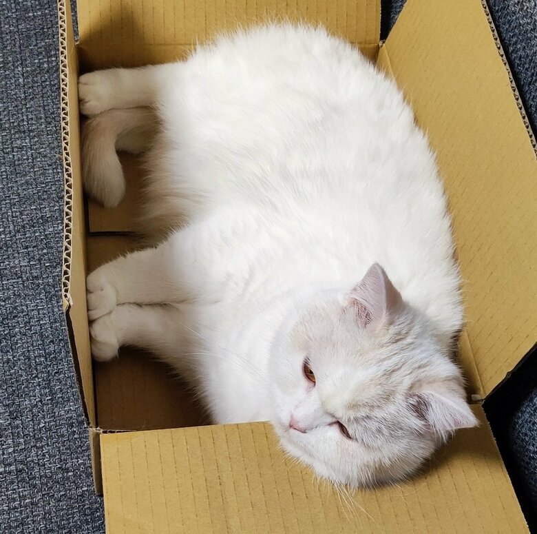 段ボール箱内でくつろぎ中