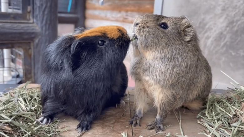 きのこちゃん（左）ともくちゃんの戦い