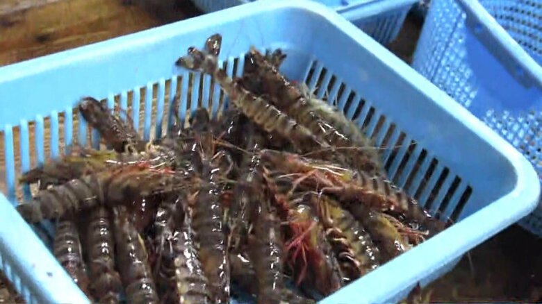 年末に向けての養殖に危惧