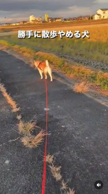 提供：柴犬むさしとこじろうさん