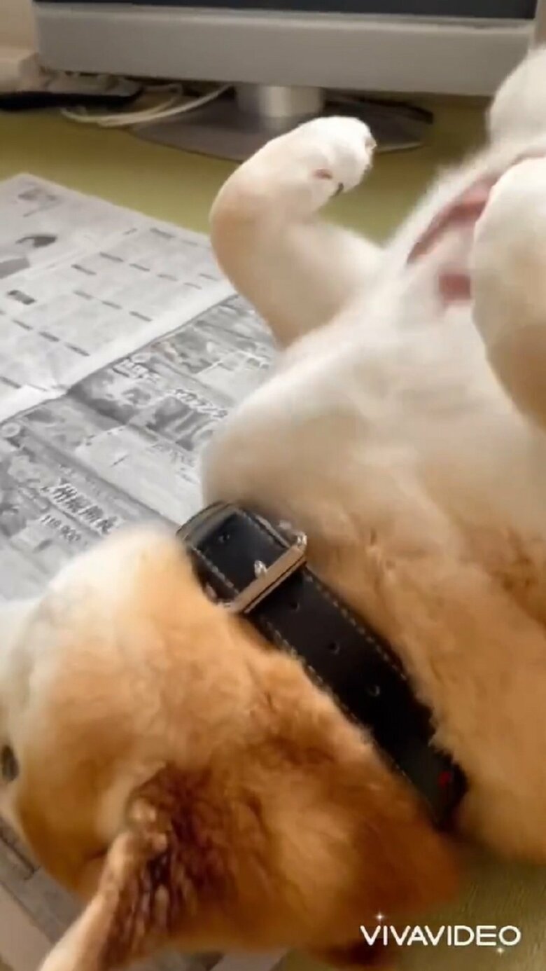 おなかをなでなで