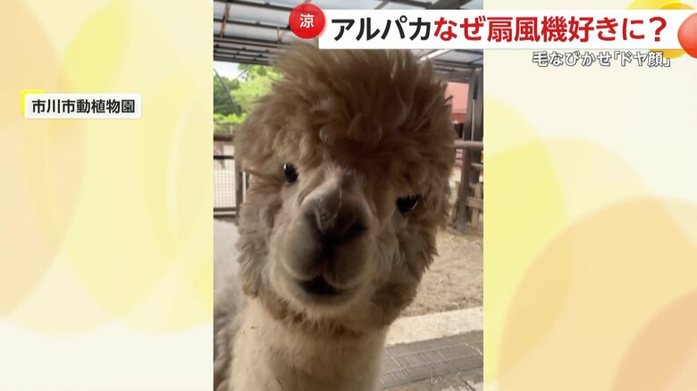 18日に4歳の誕生日を迎えたマシュちゃん
