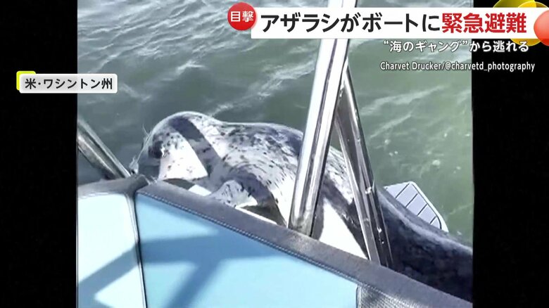 シャチに追われてきたとみられるアザラシ