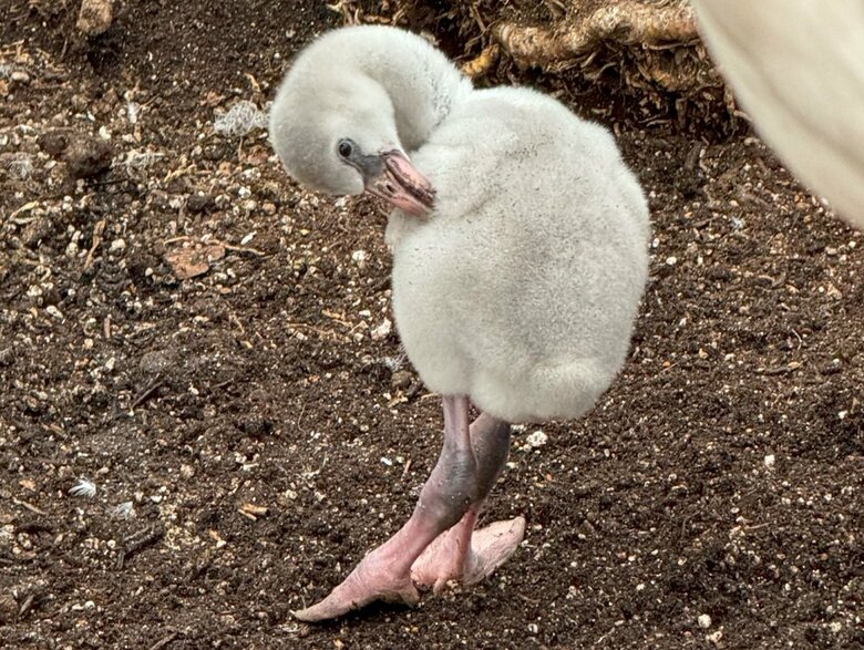 卵からかえったばかりのヒナはピンク色ではない（提供：富士花鳥園）