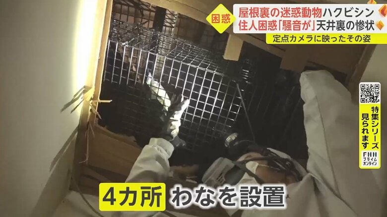 動物の通り道とみられる屋根の上、フンのある天井裏などに設置