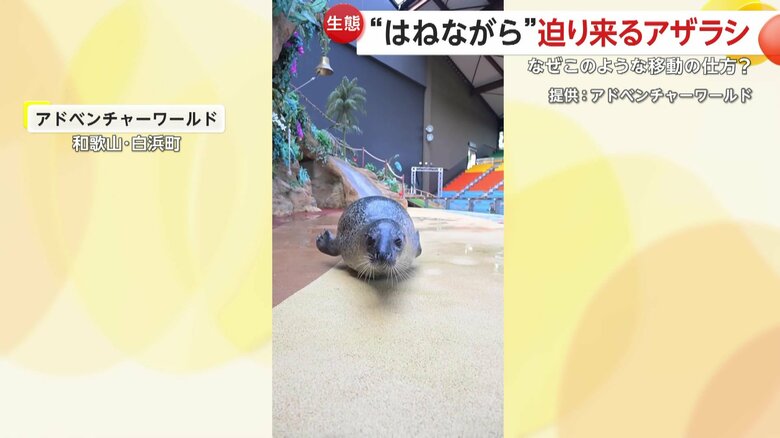 アザラシ独自の移動風景を映した映像