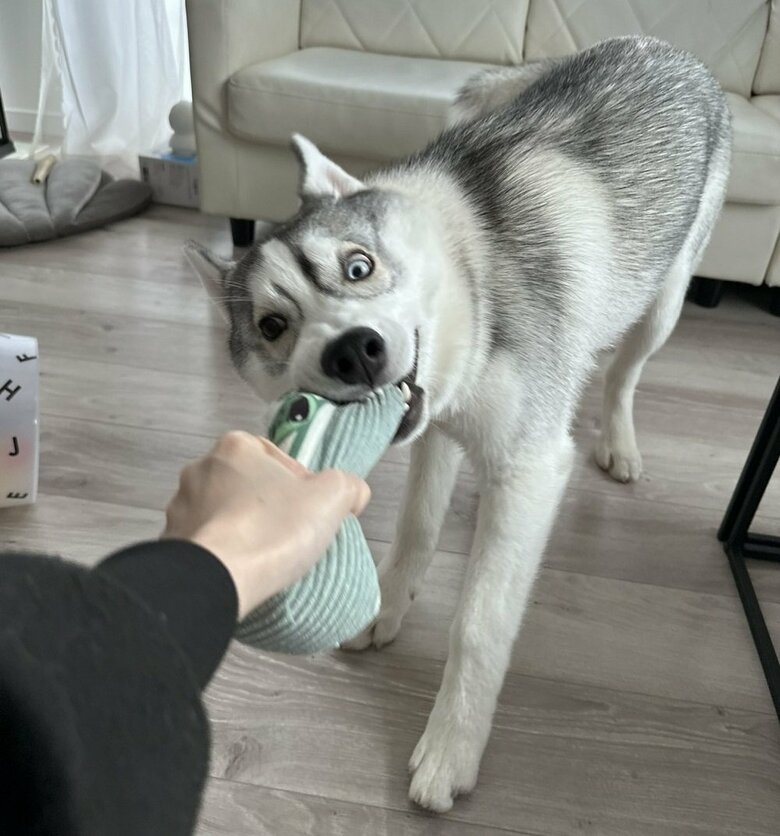 引っ張り合い