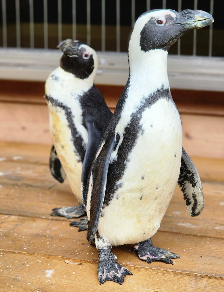 左：ペンちゃん　右：ガンくん