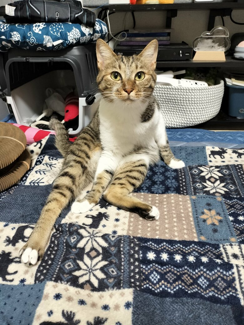 かわいいポーズ（提供：猫のテトさん）
