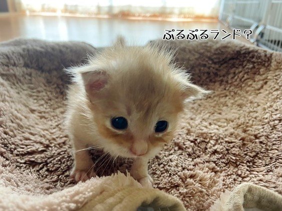 提供：ちょとさん