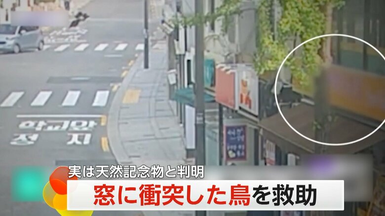 韓国・ソウルで鳥が建物の窓ガラスに衝突する瞬間