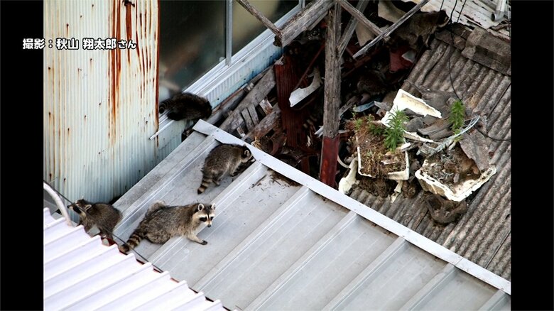 佐賀市の繁華街で目撃されたアライグマの集団。建物の屋根上を移動する様子
