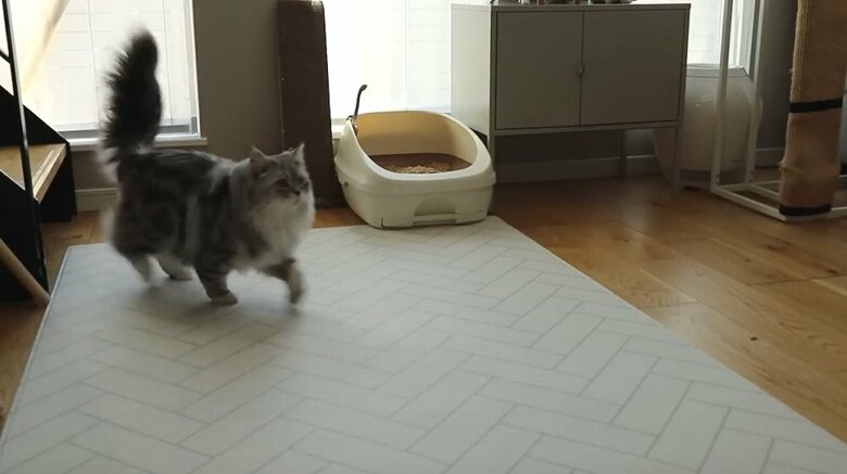最後に上品にこゆきちゃんがおりてくる
