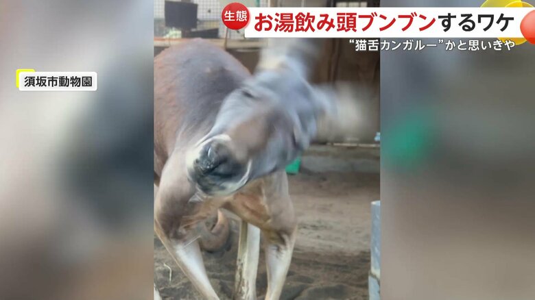 「耳をかいてるってこともあるので、耳がかゆいのかなと」という飼育員の小椋さん