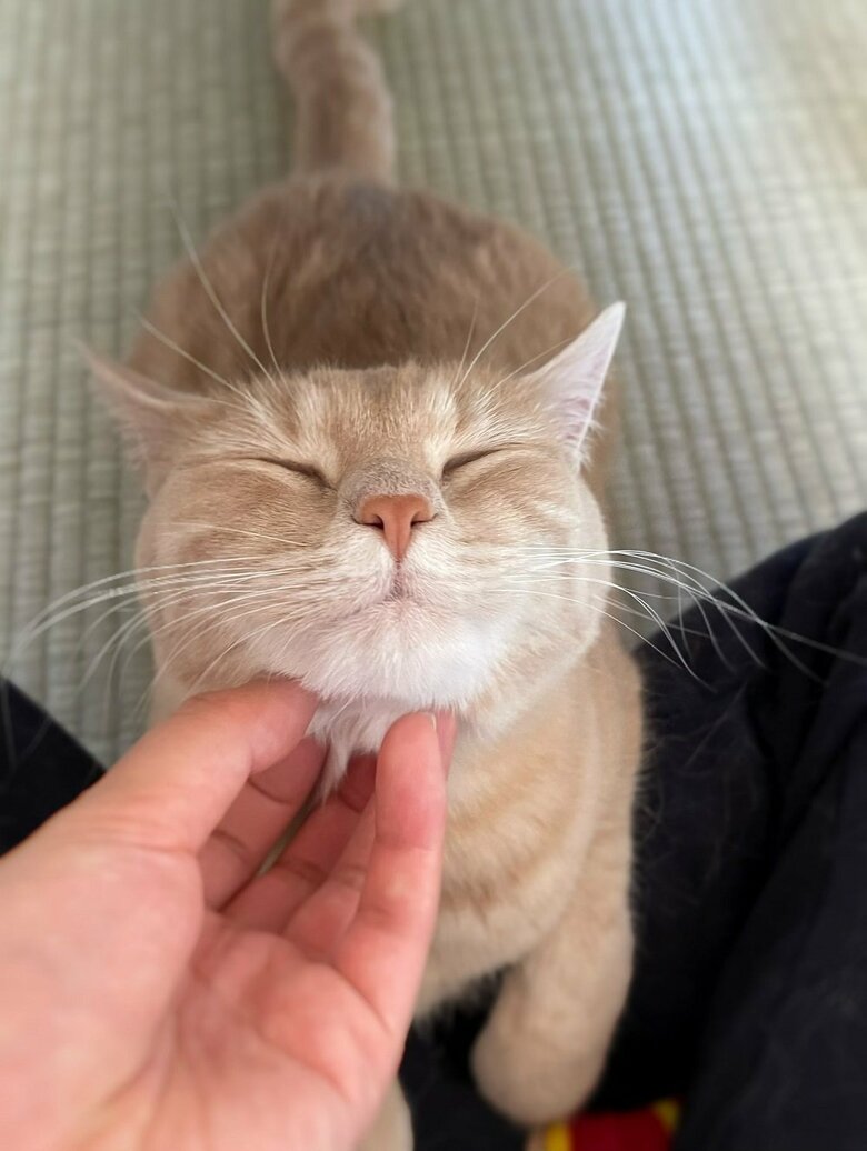 アゴをなでられゴロゴロ