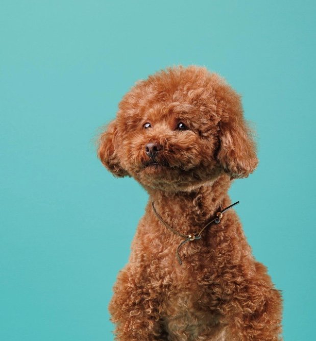 提供：Leo トイプードルさん