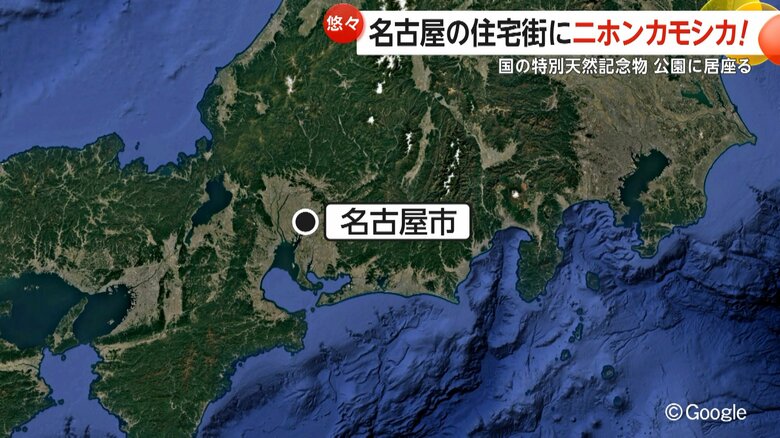 ニホンカモシカが目撃された名古屋市・名東区の住宅街