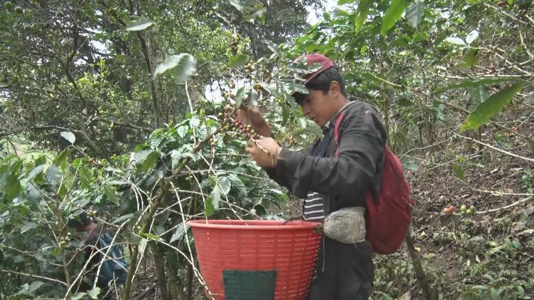 体につけたカゴいっぱいに実を集める