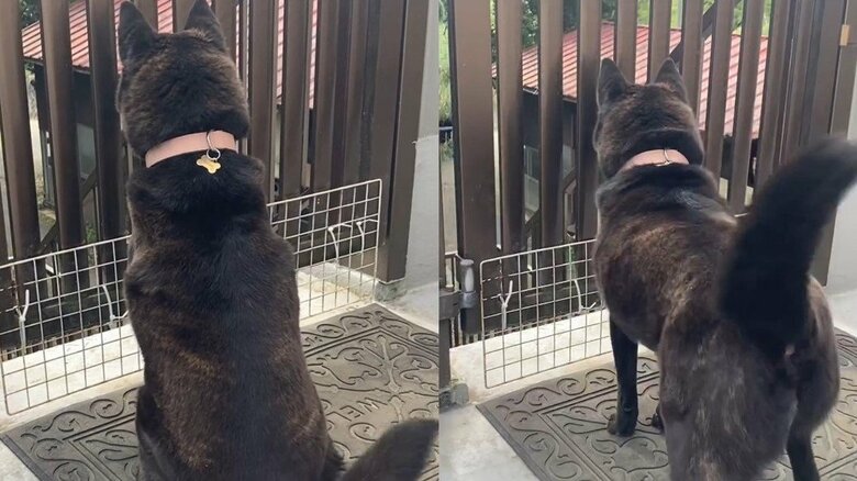 門の前で待ち(左)、尻尾をブンブン！