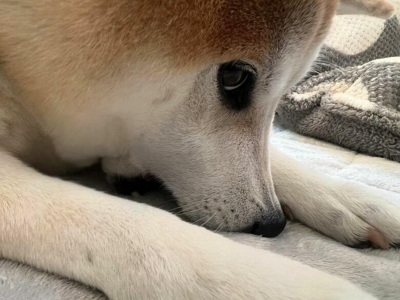 提供：柴犬 sasuke_紗助さん