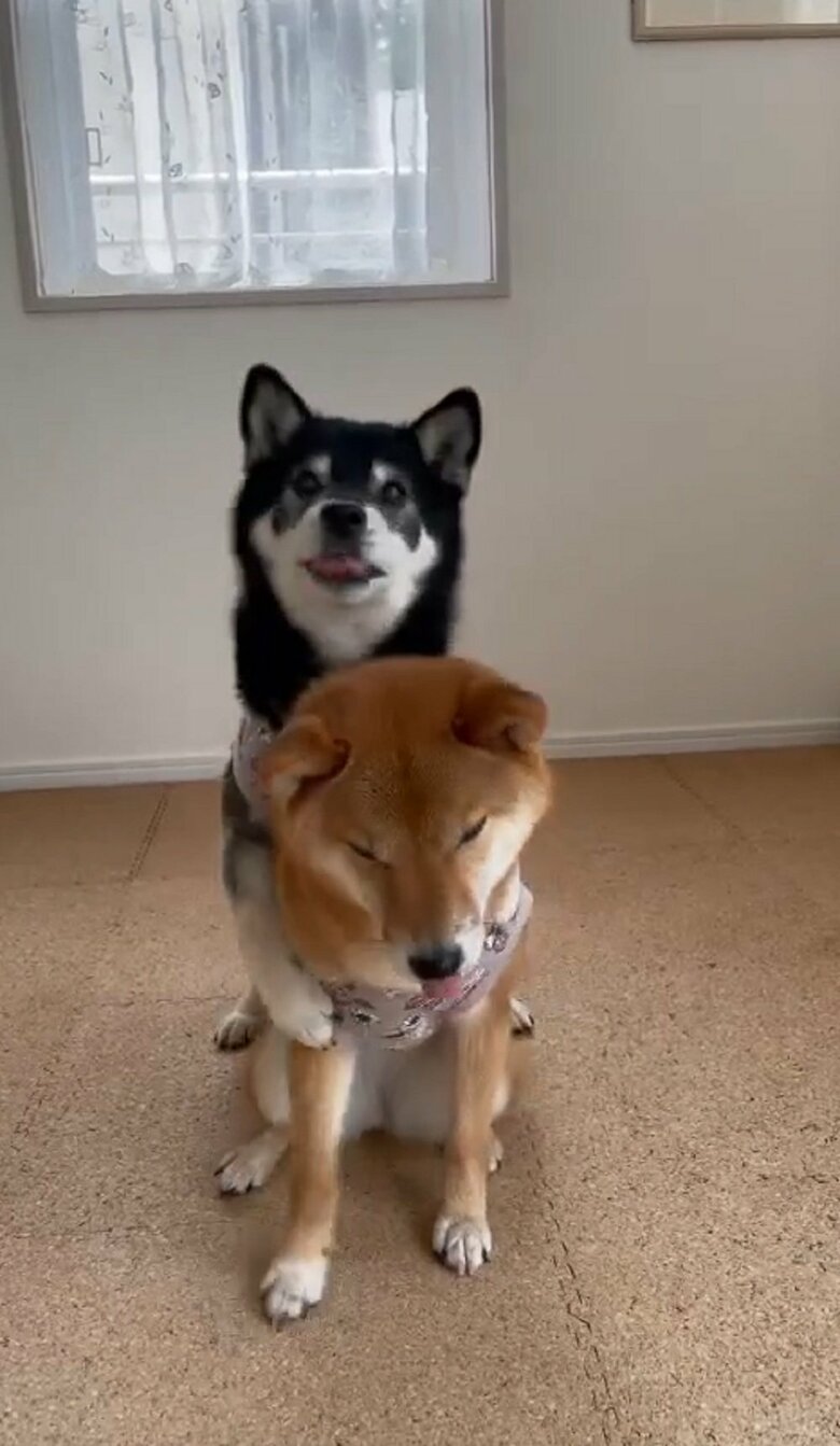 りなちゃんの背中をよじ登って…