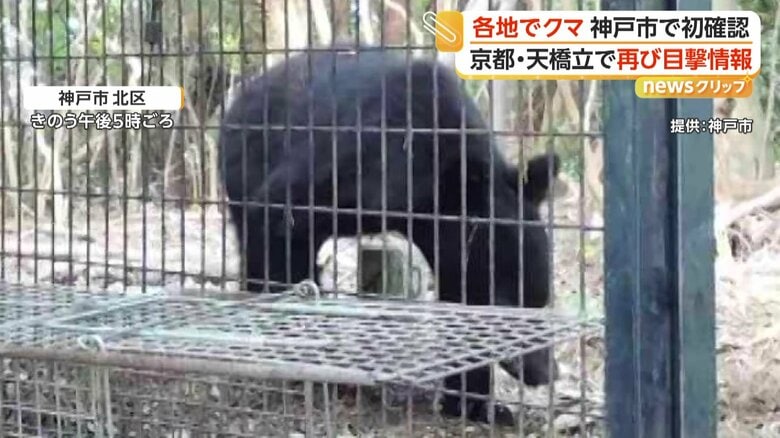 確認されたクマの姿