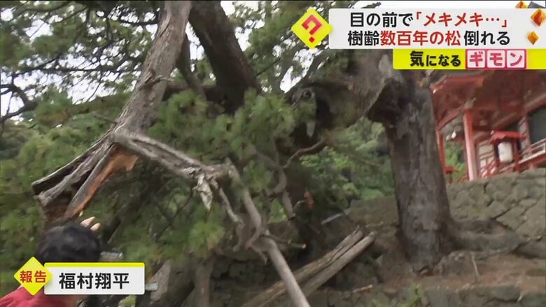 幹から折れた松の木