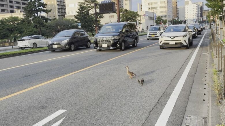 車道を渡るカルガモ親子