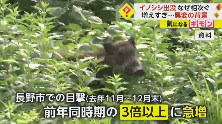 長野市で前年の3倍以上に目撃情報が急増しているイノシシ