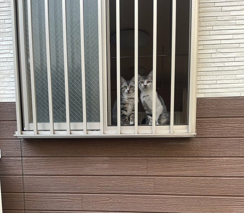 「帰ってきた？」お外を観察中？