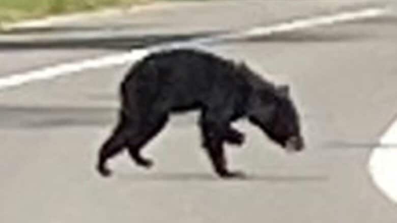 左前足がないようにみえるクマ（住民提供）