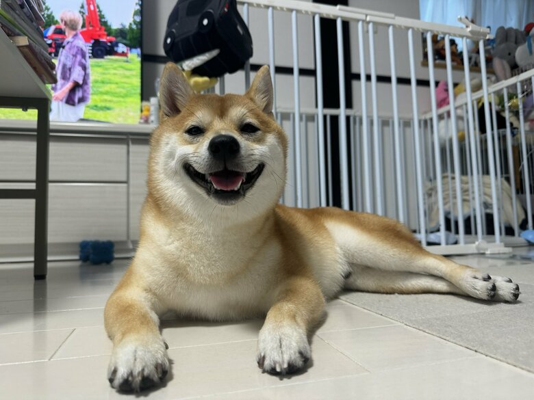 散歩から帰れて幸せそう（提供：わさび一族さん）