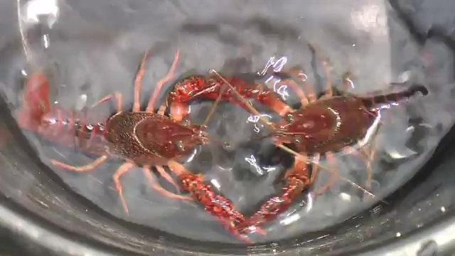 条件付き特定外来生物に指定されたアメリカザリガニ