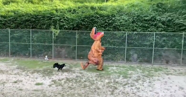 恐竜の着ぐるみに入っているのは飼い主さん。ドッグランでの不思議な光景も日常のこと