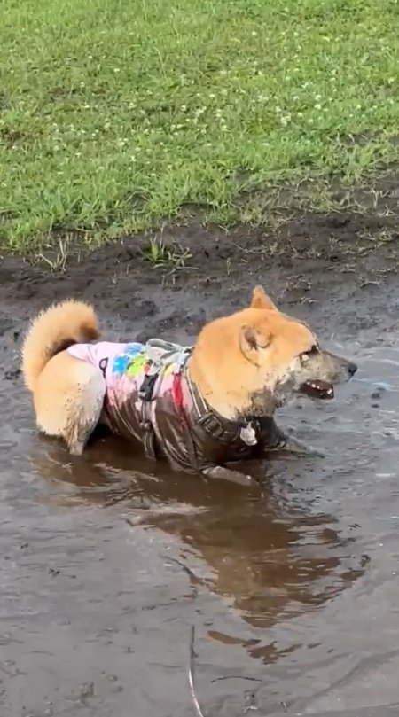 提供：柴犬まるやん日記さん