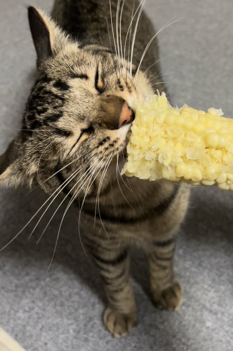 大好きなとうもろこし