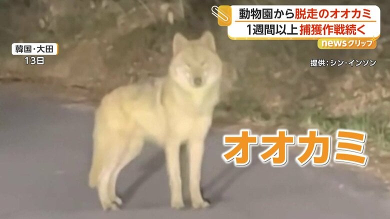 車の方向を見つめるオオカミ（提供：シン・インソン）