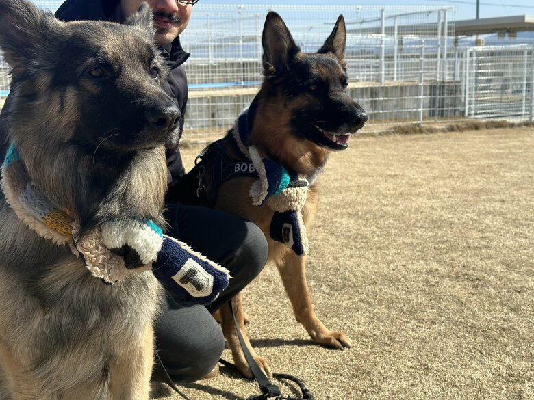 提供：Tobi and Bobi シェパード兄弟犬さん