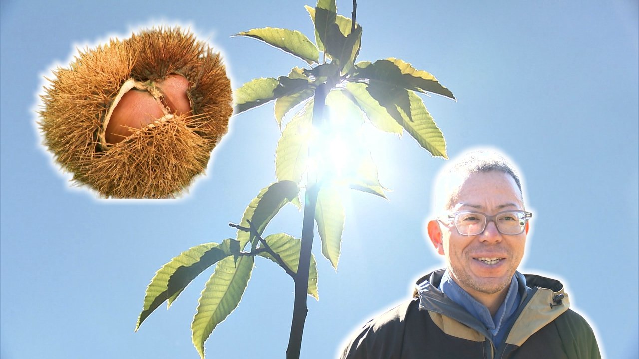 「大事なのは生活費を稼げるかどうか」　”あの日”から2年　能登の地を離れ移住先で奮闘する栗農家　自らの知識や経験を活かし栽培を指導