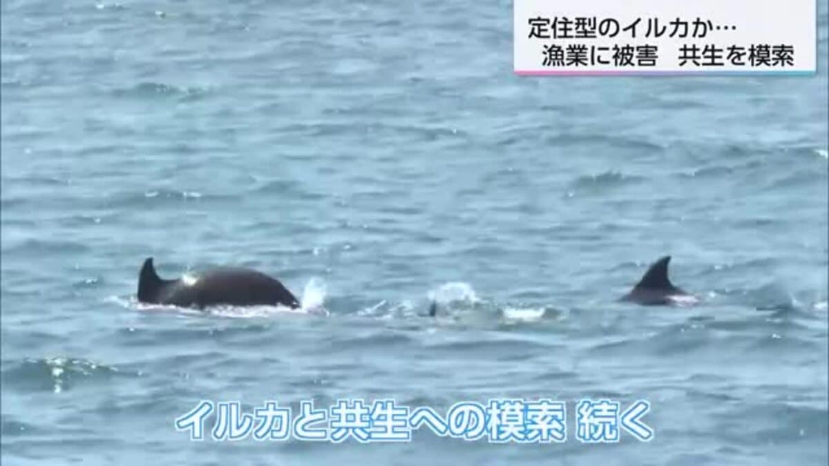 漁業者の悩みの種に 宮崎県串間市でイルカによるものと見られる漁業