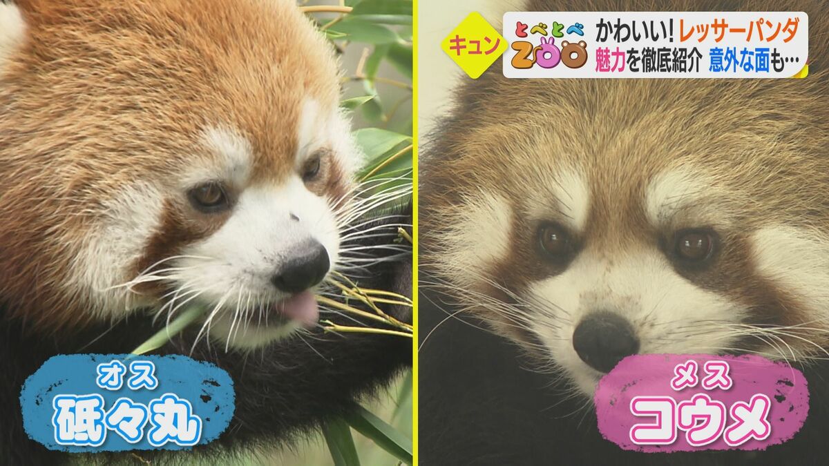 実は絶滅危惧種のレッサーパンダ 丸顔王子 と 姉さん女房 カップルに赤ちゃん期待 とべ動物園 愛媛発