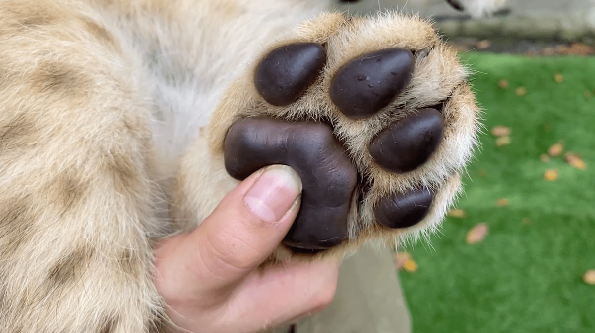 子ライオンの肉球の触り心地は 硬めのグミ 飼育員がプニプニする動画がかわいい