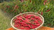 獣害きっかけで栽培始め今や特産品に…体の中から温まる「熊野唐辛子」