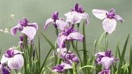 久留米市で「初夏の花まつり」始まる　ハナショウブやスイレンが見頃　入園無料で6月28日まで　石橋文化センター　福岡
