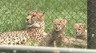 チーターの子どもたちが一般公開 安佐動物公園 ほかにも３年ぶりの「新たな命」も １９日 広島