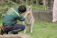“お口チェック”されるがままのカンガルーがかわいい…暴れることはない? 動物園に聞いた